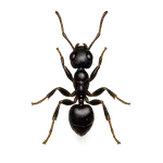 Acrobat Ant