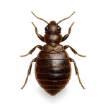 Adult Bed Bug
