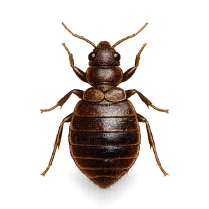 ADULT BED BUG