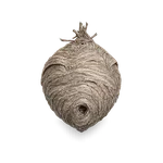 Aerial Hornet Nest
