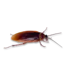 American Cockroach