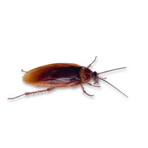 AMERICAN COCKROACH