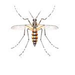 Asian Tiger Mosquito
