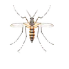 Asian Tiger Mosquito