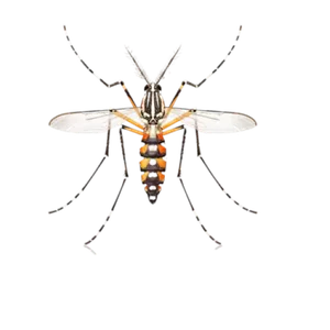 ASIAN TIGER MOSQUITO