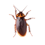 Australian Cockroach