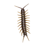 Bark Centipede