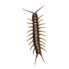 Bark Centipede