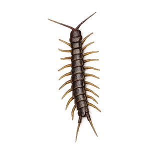 BARK CENTIPEDE