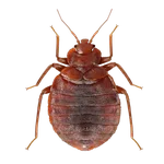 Bed Bug Cluster