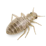 Bed Bug Exoskeleton