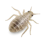 Bed Bug Nymph