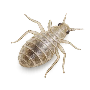 BED BUG NYMPH