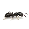 Ants