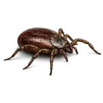 Brown Dog Tick