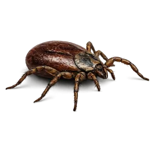 BROWN DOG TICK