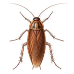 Brown-Banded Cockroach