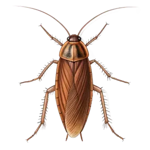 BROWN-BANDED COCKROACH