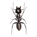 Carpenter Ant