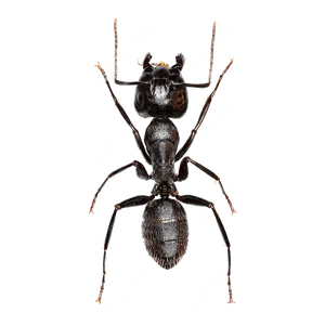 CARPENTER ANT