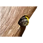 Carpenter Bee Nest Entrance