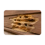 Carpenter Bee Wood Damage