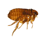 Cat Flea