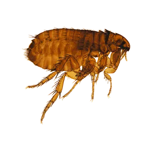 CAT FLEA