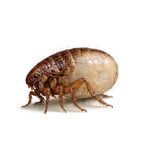 Chigoe Flea