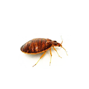 COMMON BED BUG