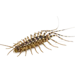 Common House Centipede