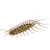 Common House Centipede