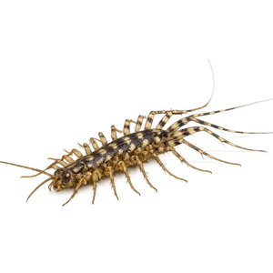 COMMON HOUSE CENTIPEDE