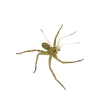 Common House Spider