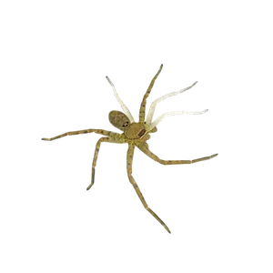 COMMON HOUSE SPIDER