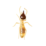 Conehead Termite
