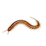 Cryptops Centipede