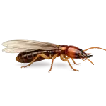 Dampwood Termite