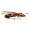 Dampwood Termite