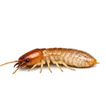 Desert Dampwood Termite