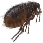 Dog Flea