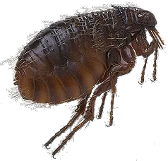 DOG FLEA