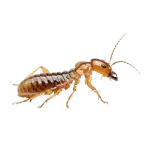 Drywood Termite