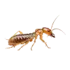 Drywood Termite