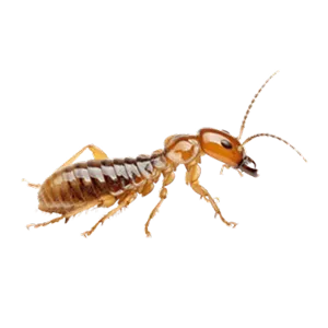 DRYWOOD TERMITE
