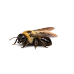 Eastern Carpenter Bee