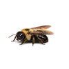Eastern Carpenter Bee