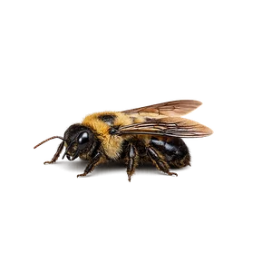 EASTERN CARPENTER BEE