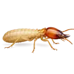 Eastern Subterranean Termite