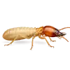 Eastern Subterranean Termite